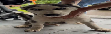 Siberische Husky 3