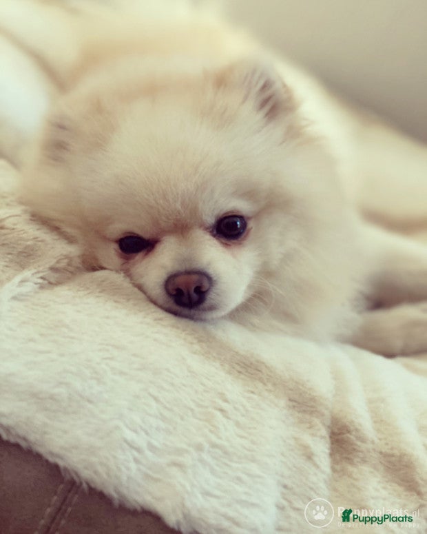 Pomeriaan honden Dekreu Pomeranian Stamboom aangeboden in Voorburg - Advertentie 15