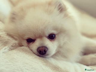 Pomeriaan honden Dekreu Pomeranian Stamboom aangeboden in Voorburg - Advertentie 2