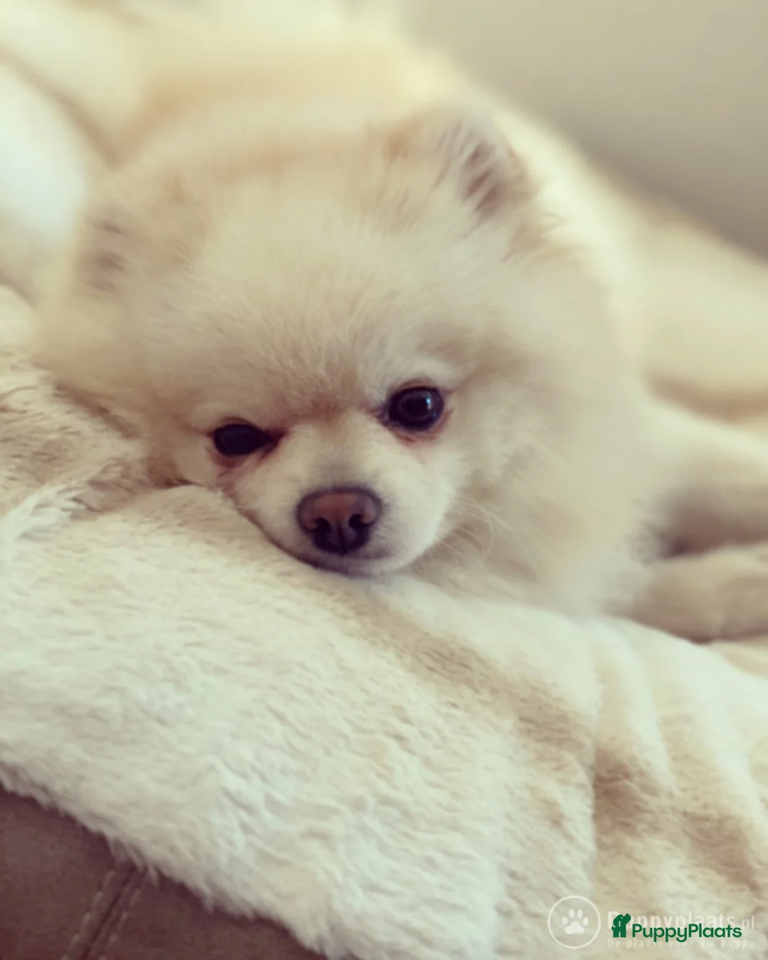 Pomeriaan honden ter dekking: Dekreu Pomeranian Stamboom aangeboden in Voorburg - Advertentie 1