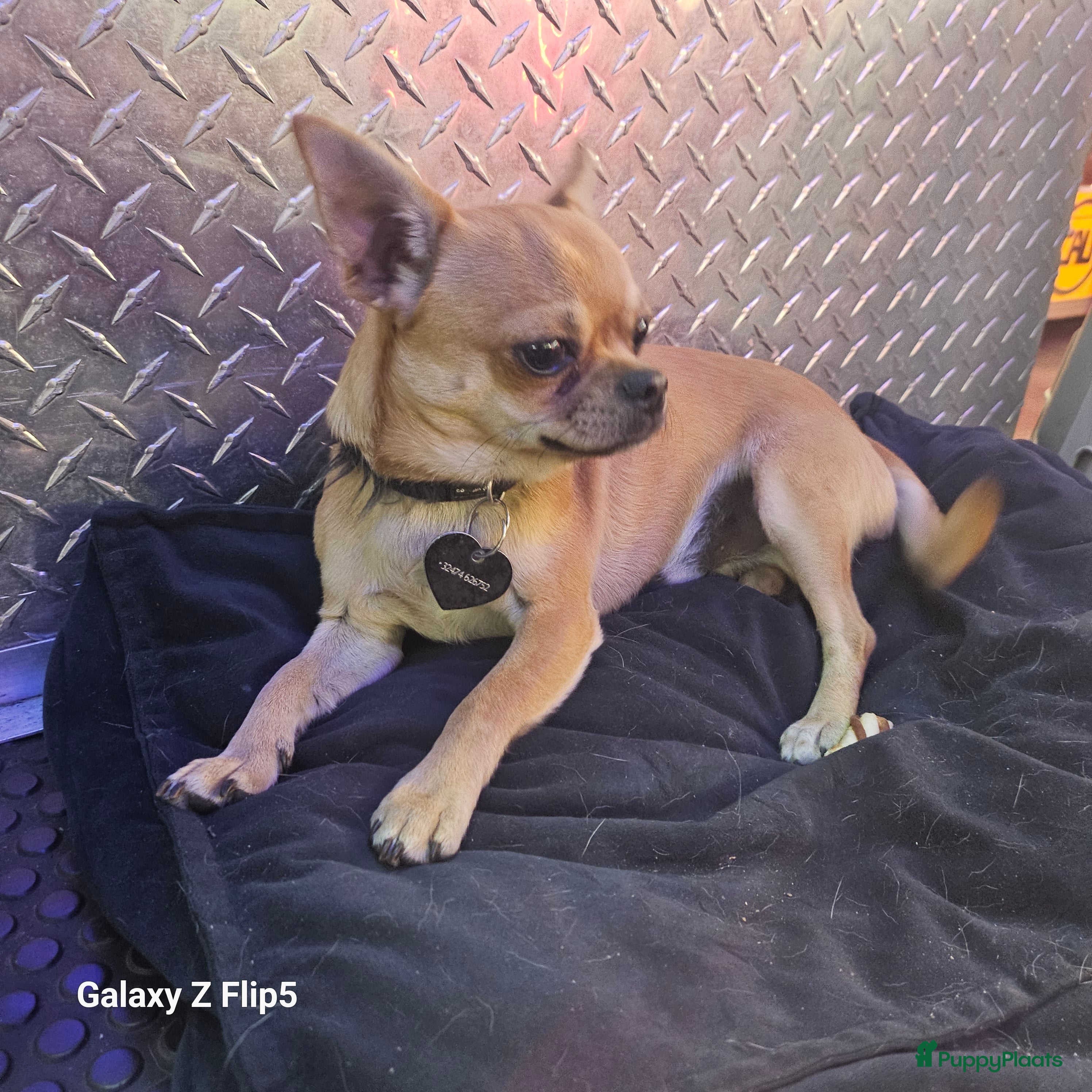 Chihuahua honden Sonic - Advertentie 5