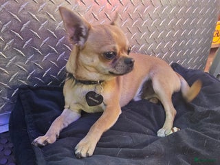 Chihuahua honden Sonic - Advertentie 12