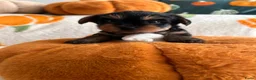 Yorkshire Terriër honden te koop: Yorkshire terriër-puppy’s  - Advertentie 9