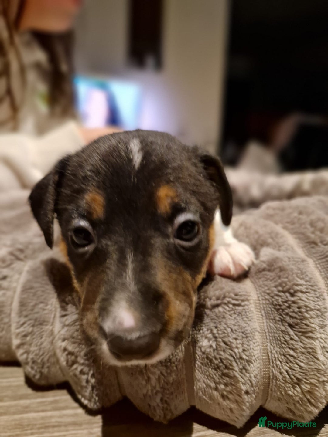 Jack Russel Terriër honden te koop: Jack russelpups opgevoed in gezin met 2 kids - Advertentie 19