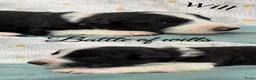 Border Collie honden te koop: Border collie pups  - Advertentie 20