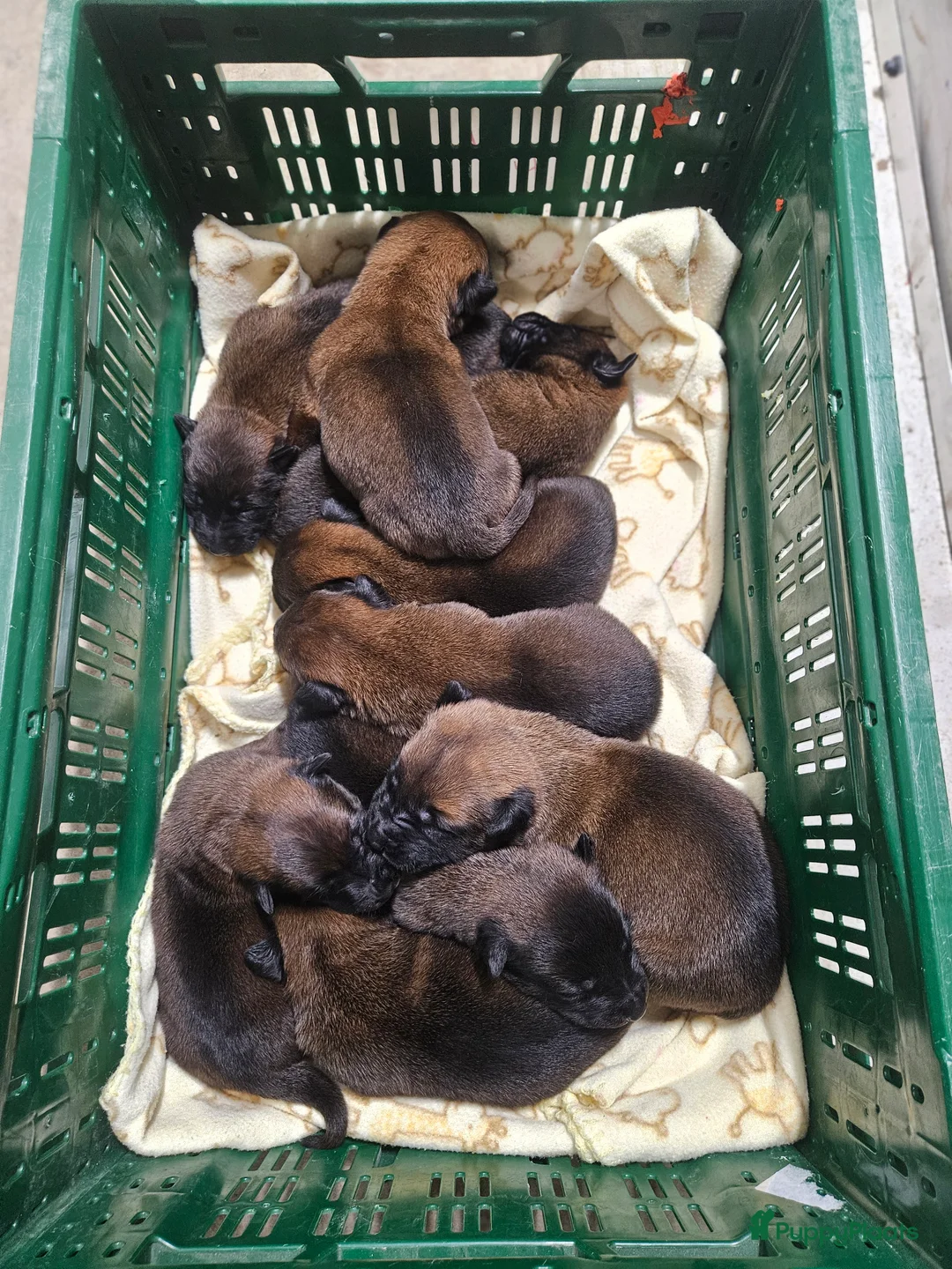 Mechelse Herder honden te koop: Mechelse Herder pups uit bewezen bloedlijnen - Advertentie 3