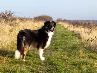 Australian Shepherd honden Nestaankondeging 06-04-2026 Australian shepherd - Advertentie 2