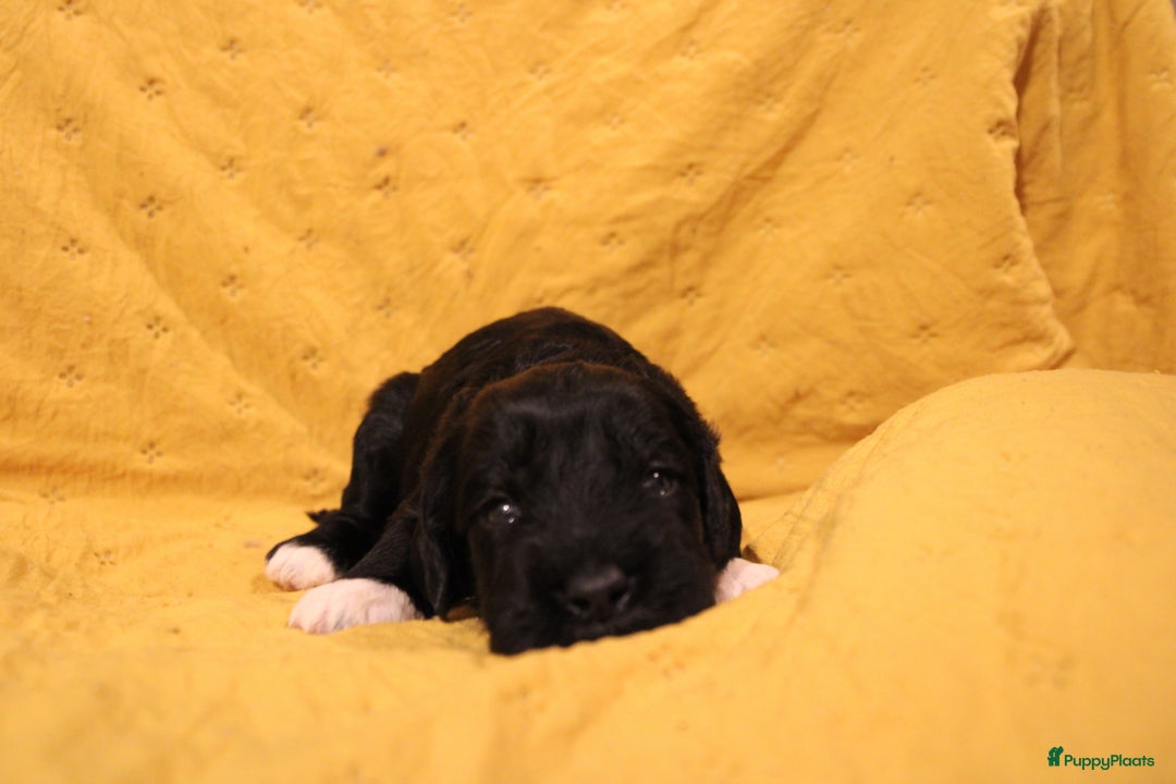 Barbet honden te koop: Barbet puppy’s geboren - Advertentie 20