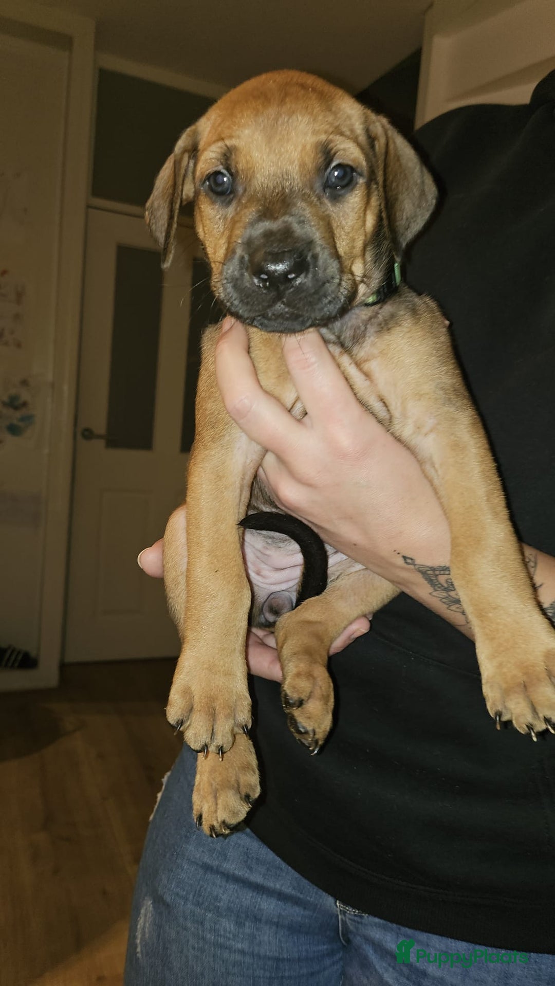 Kruising honden te koop: Prachtige pups te koop – Dobermann x Bully XL 🐾 - Advertentie 6