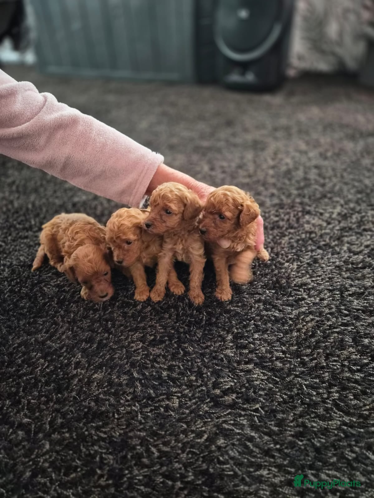 Poedel Toy honden Toypoedel pups - Advertentie 13