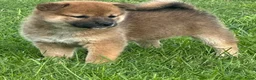 Shiba honden te koop: Bijzondere Shiba inu puppies - Advertentie 7