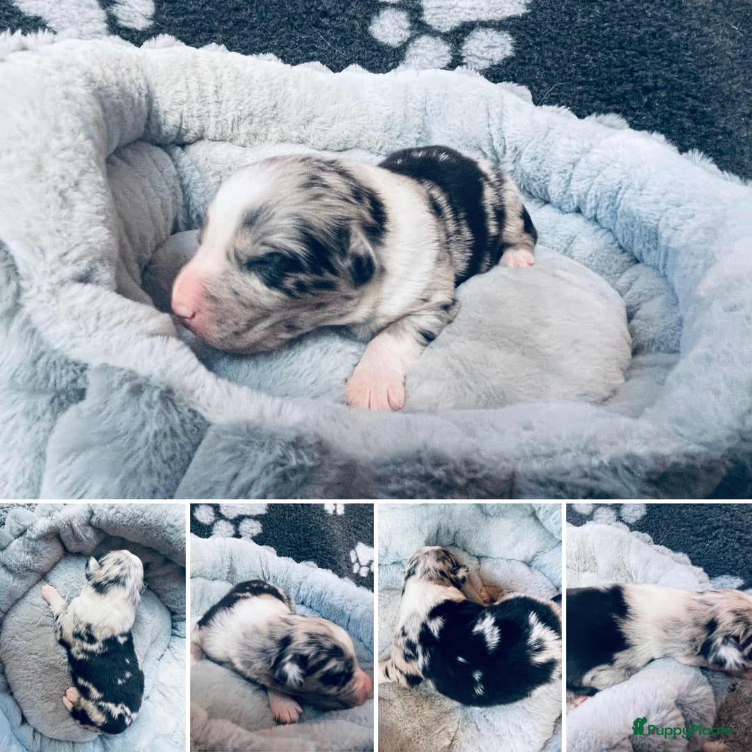 Australian Shepherd honden te koop: Prachtige pups Australian shepherd X  - Advertentie 7