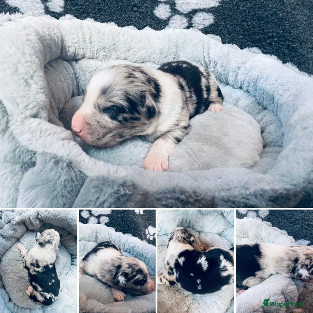 Australian Shepherd honden te koop: Prachtige pups Australian shepherd X  - Advertentie 7