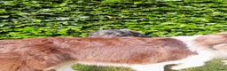 Australian Shepherd honden te koop: Blijvend huis gezocht voor Australian shepherd  - Advertentie 8