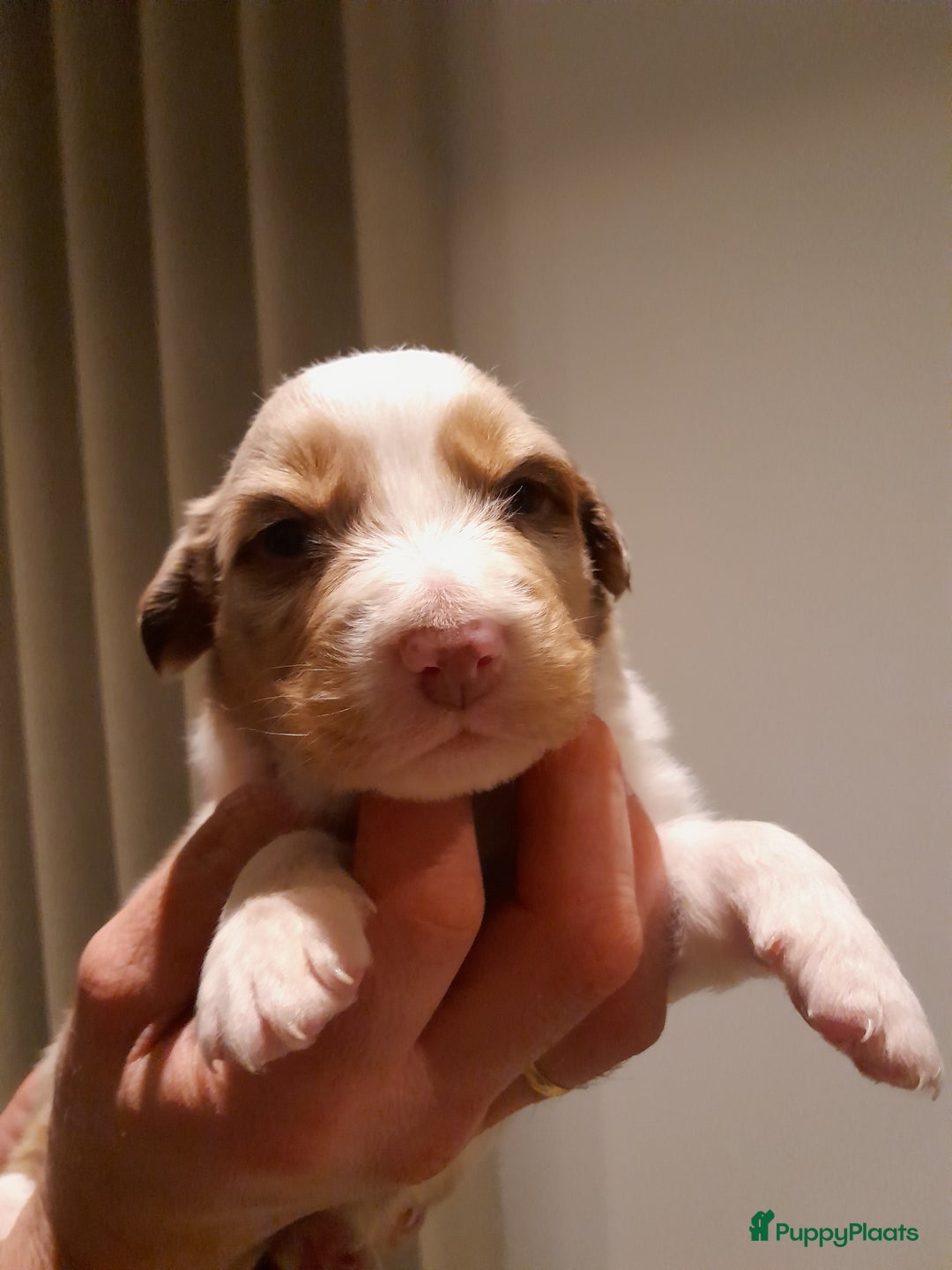 Australian Shepherd honden te koop: Lieve raszuivere australian shepherd pups  - Advertentie 11