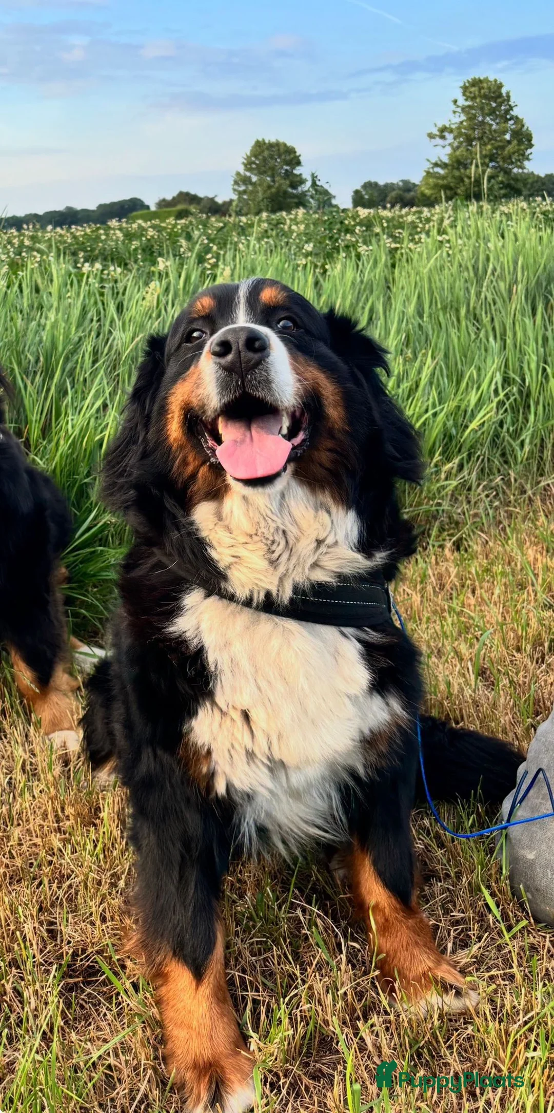 Berner Sennenhond honden te koop: Berner-sennen teefje - Advertentie 1