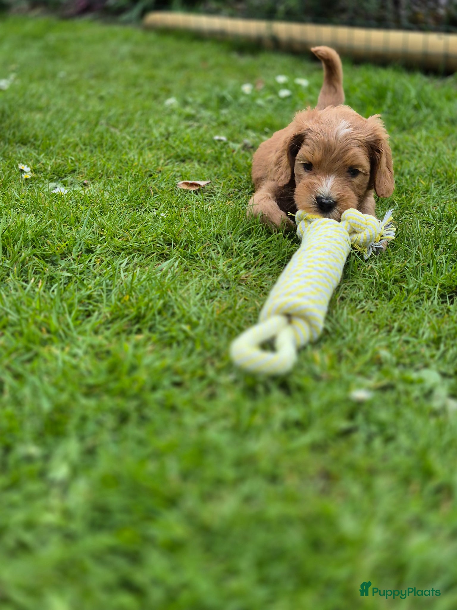 Labradoodle honden Labradoodle pups (kleine medium) - Advertentie 1