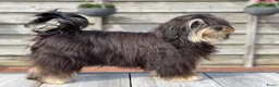 Havanezer honden te koop: Havanezer pups verwacht - Advertentie 1