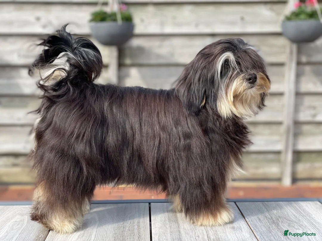 Havanezer honden te koop: Havanezer pups verwacht - Advertentie 1