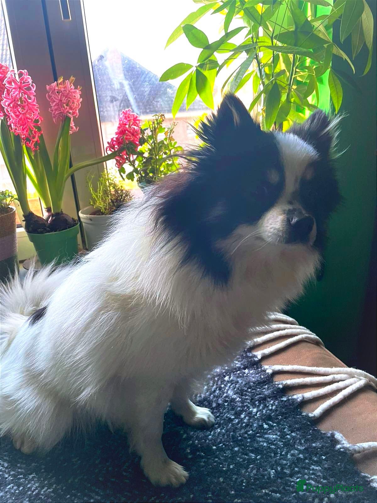 Pomeriaan honden Pomeriaan dekreu klaar voor de date in Terneuzen - Advertentie 2