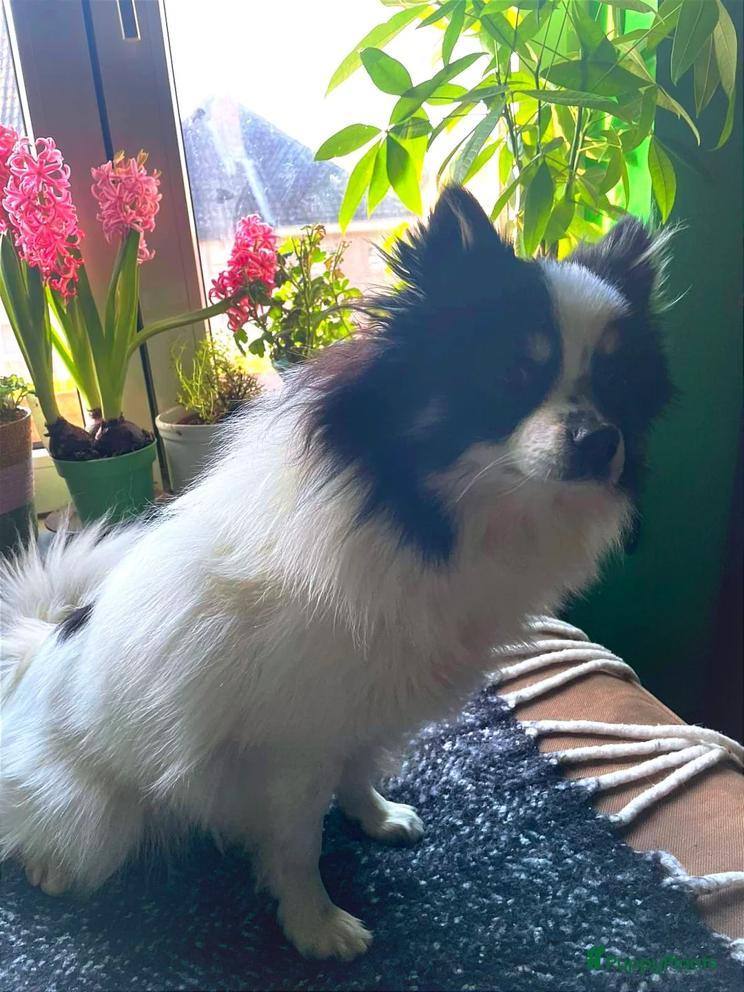 Pomeriaan honden ter dekking: Pomeriaan dekreu klaar voor de date in Terneuzen - Advertentie 2