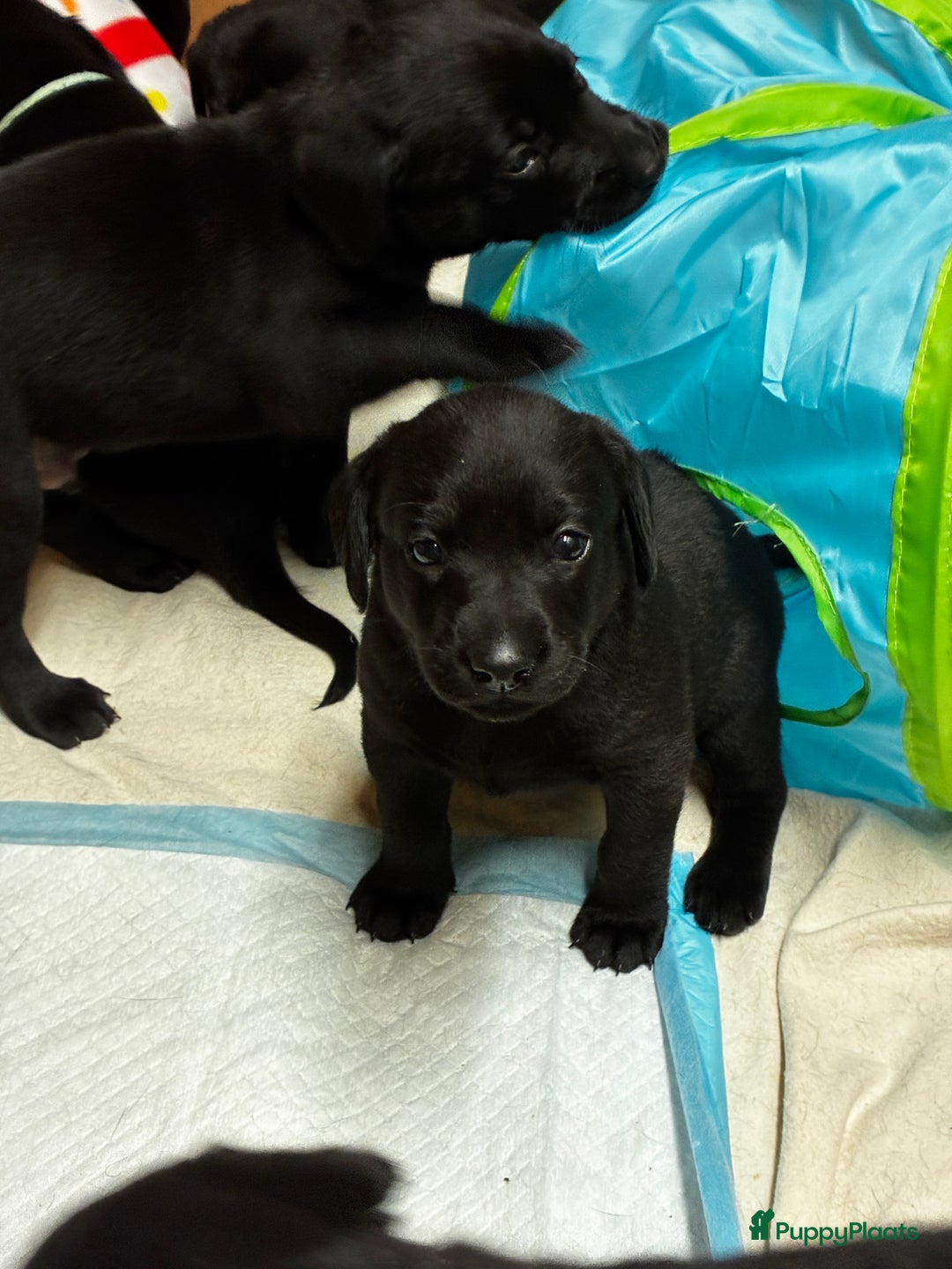 Labrador Retriever honden te koop: Fieldtrial werklijn labrador pups - Advertentie 12