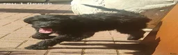 Labradoodle honden te koop: 3 prachtige zwarte f4 labradoodle pups - Advertentie 6