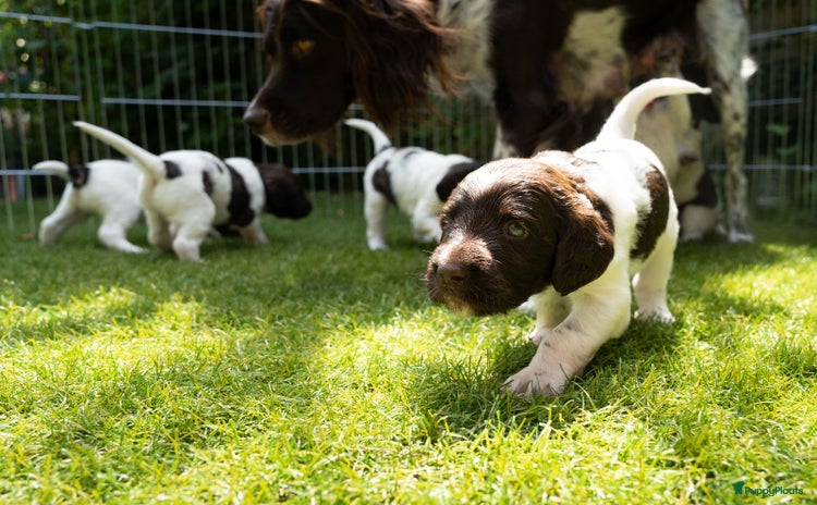 Heidewachtel honden - Advertentie 15