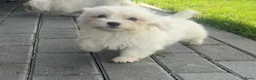 Maltezer honden te koop: Maltezer pups  - Advertentie 12