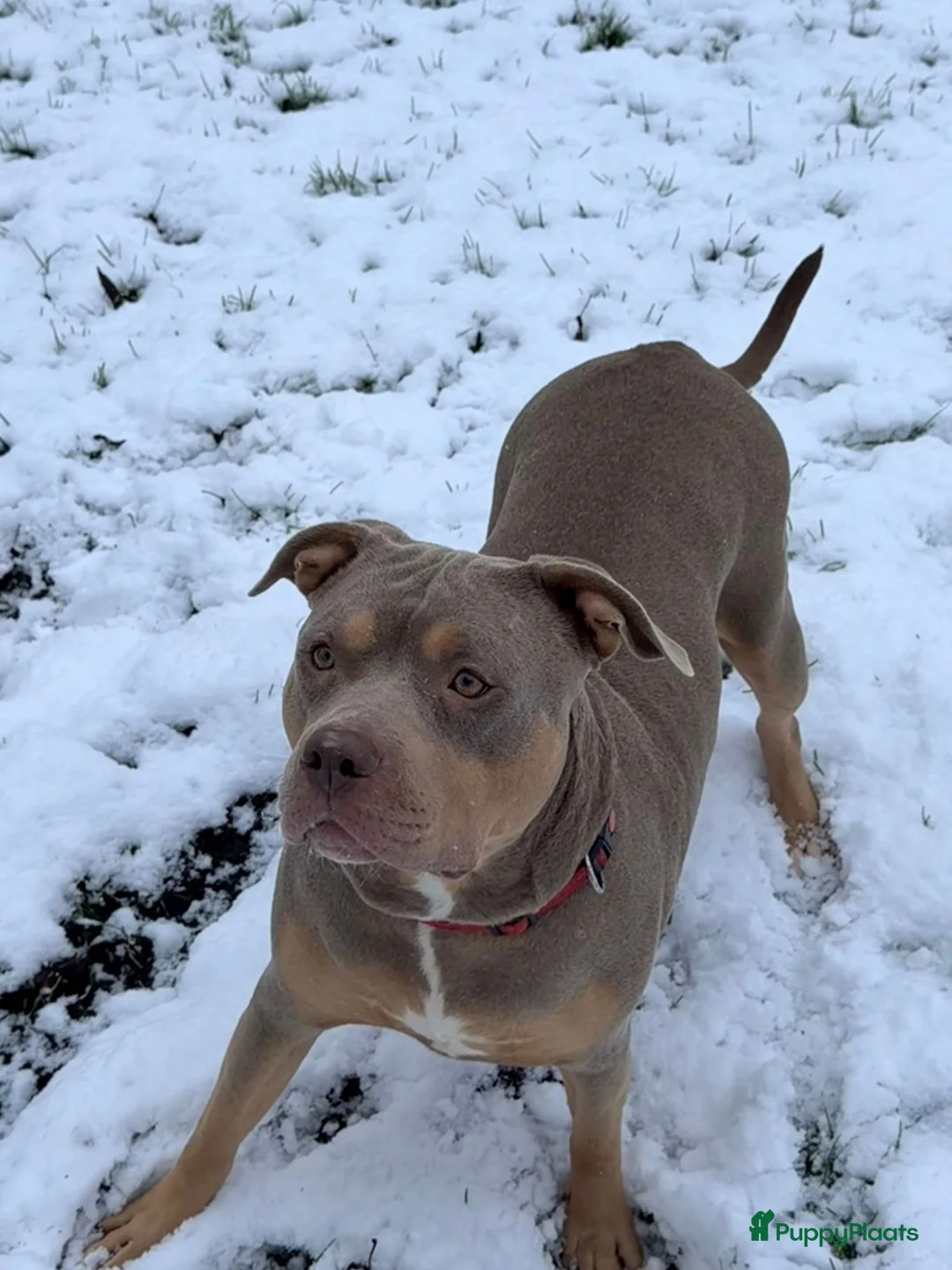 Amerikaanse Bully honden te koop: American bully xl pups  - Advertentie 2