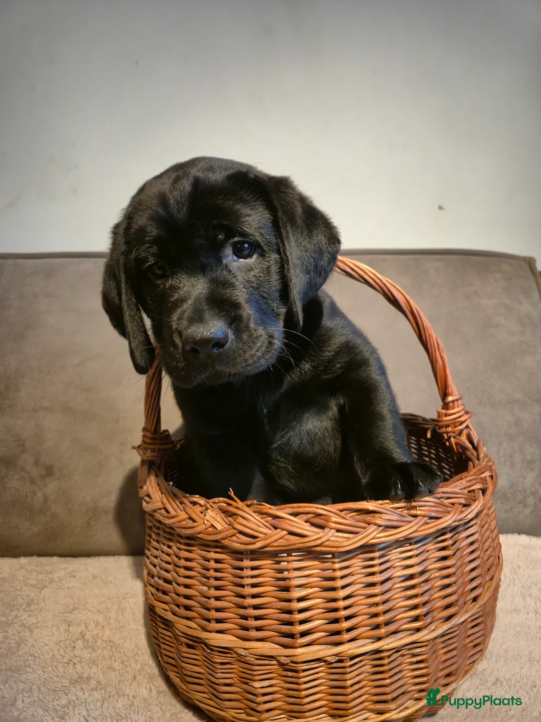 Labrador Retriever honden te koop: Labrador Retriever pup teefje - Advertentie 6