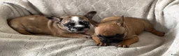 Franse Bulldog honden te koop: Franse Bulldog pups - Advertentie 7