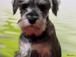 Dwergschnauzer honden Dwergschnauzer pups - Advertentie 1