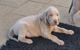 Weimarse Staande Hond korthaar honden te koop: Weimaraner pups in Stein - Afbeelding 4