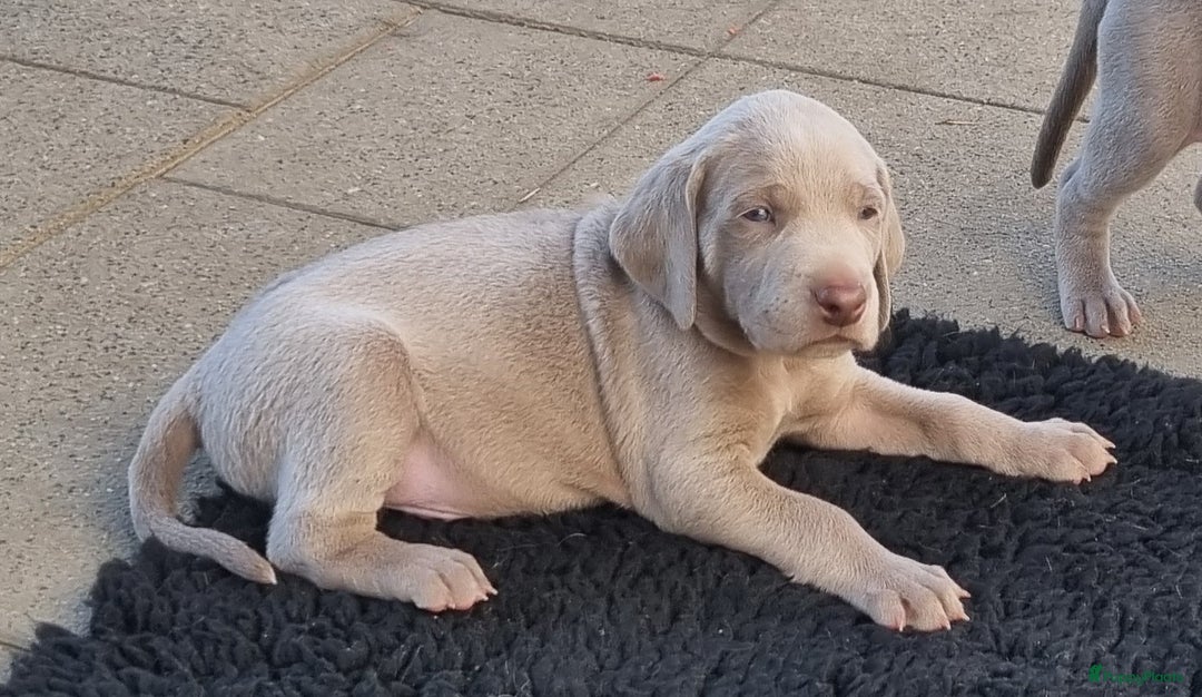 Weimarse Staande Hond korthaar honden te koop: Weimaraner pups in Stein - Afbeelding 4