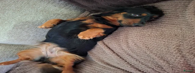 Nora 