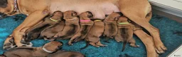 Rhodesian Ridgeback honden te koop: Rhodesian Ridgeback pups - Advertentie 3