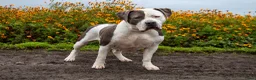 Amerikaanse Bully honden te koop: American Bully XL pups ABKC stamboom - Advertentie 7