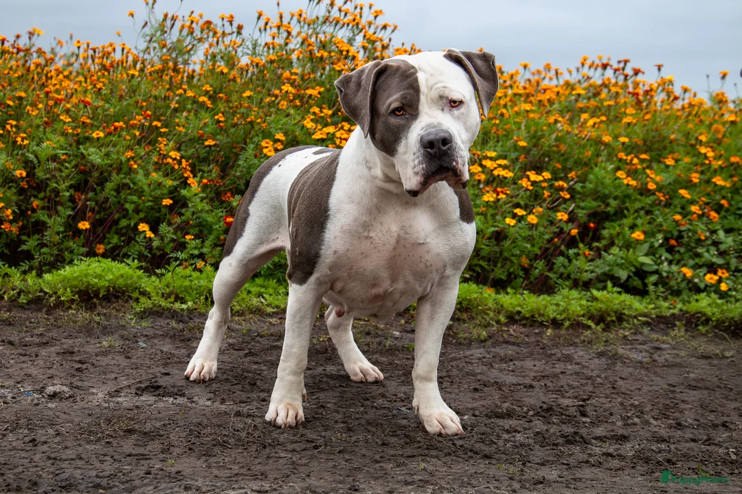 Amerikaanse Bully honden te koop: American Bully XL pups ABKC stamboom - Advertentie 7