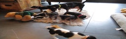 Jack Russel Terriër honden te koop: Jack  russel pups zoeken lief huis! nog 4 pups! - Advertentie 19