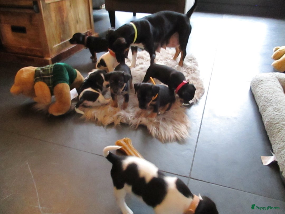 Jack Russel Terriër honden te koop: Jack  russel pups zoeken lief huis! nog 4 pups! - Advertentie 19
