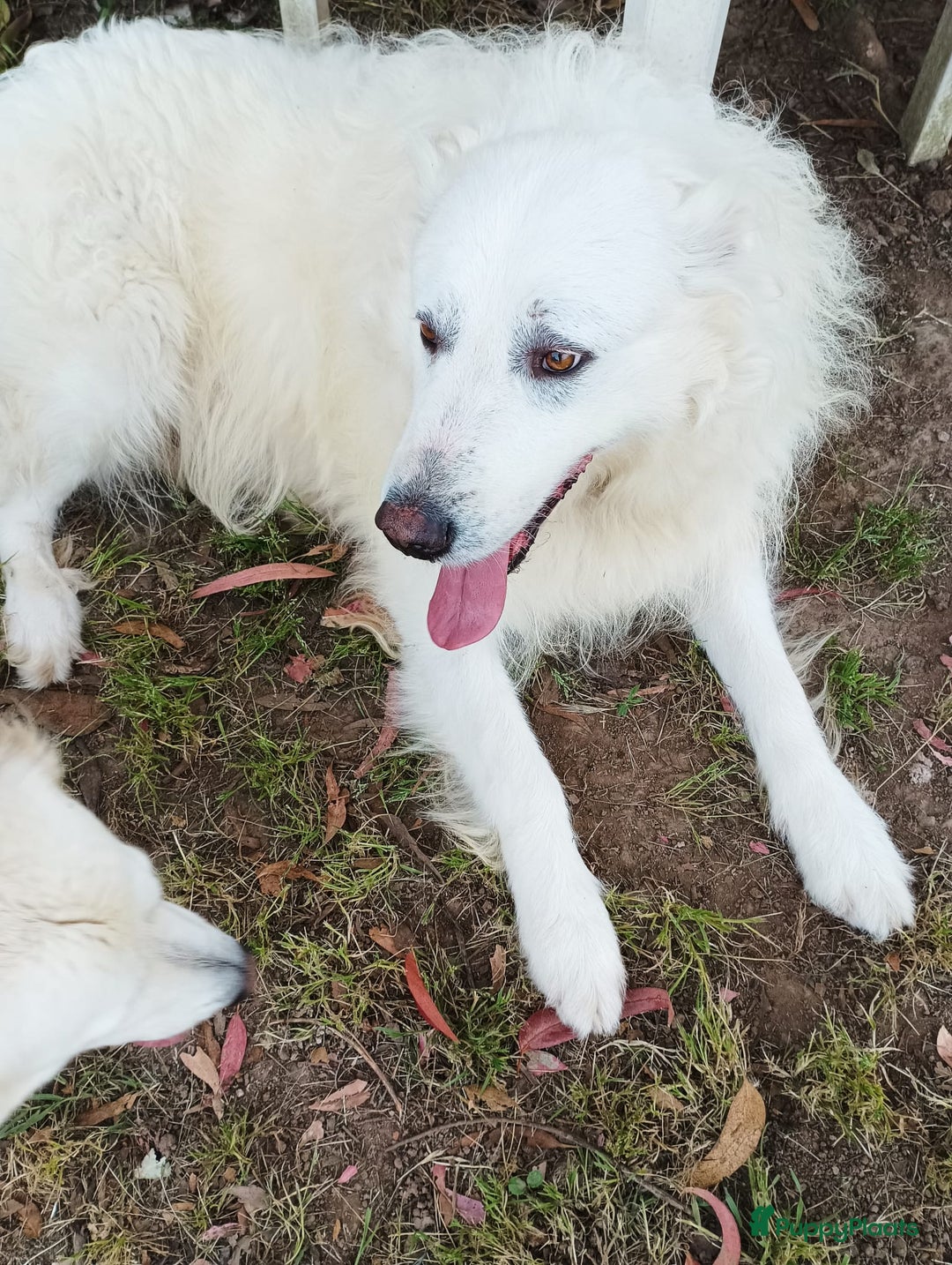 Berghond van de Maremmen en Abruzzen honden te koop: Happy zoekt baasje - Advertentie 2