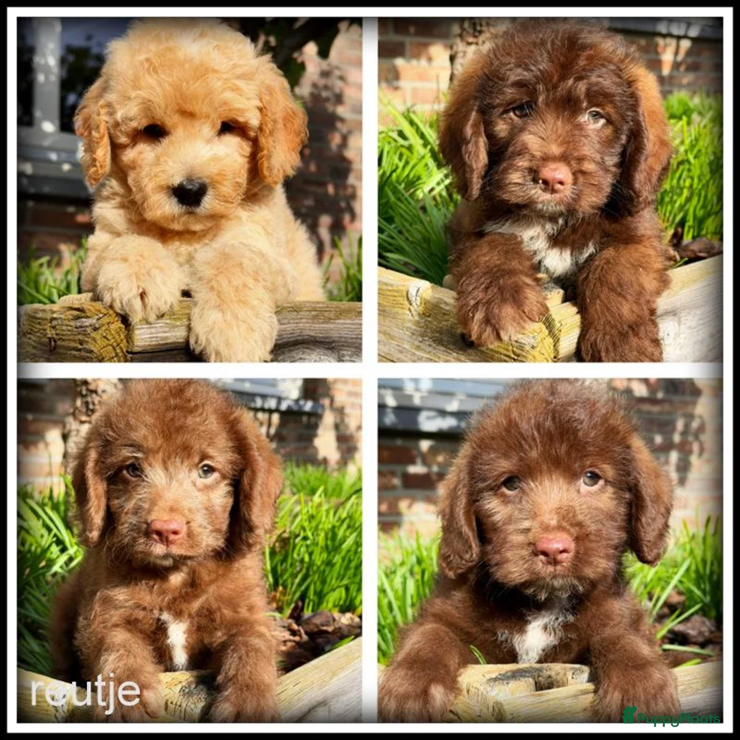 Kruising honden te koop: Boompoo F1b pups. Boomer x Poedel .middelslag. - Advertentie 1