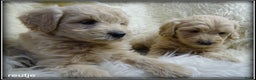 Labradoodle honden te koop: Labradoodle F4 medium pups - Advertentie 15