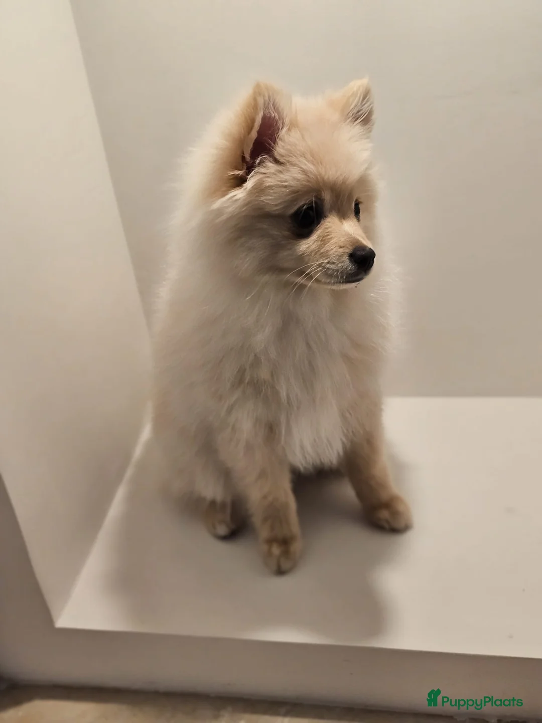 Pomeriaan honden te koop: Pomeriaan pup teefje Creme Sable  - Advertentie 2