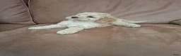 Kruising honden te koop: cavapoo - Advertentie 5