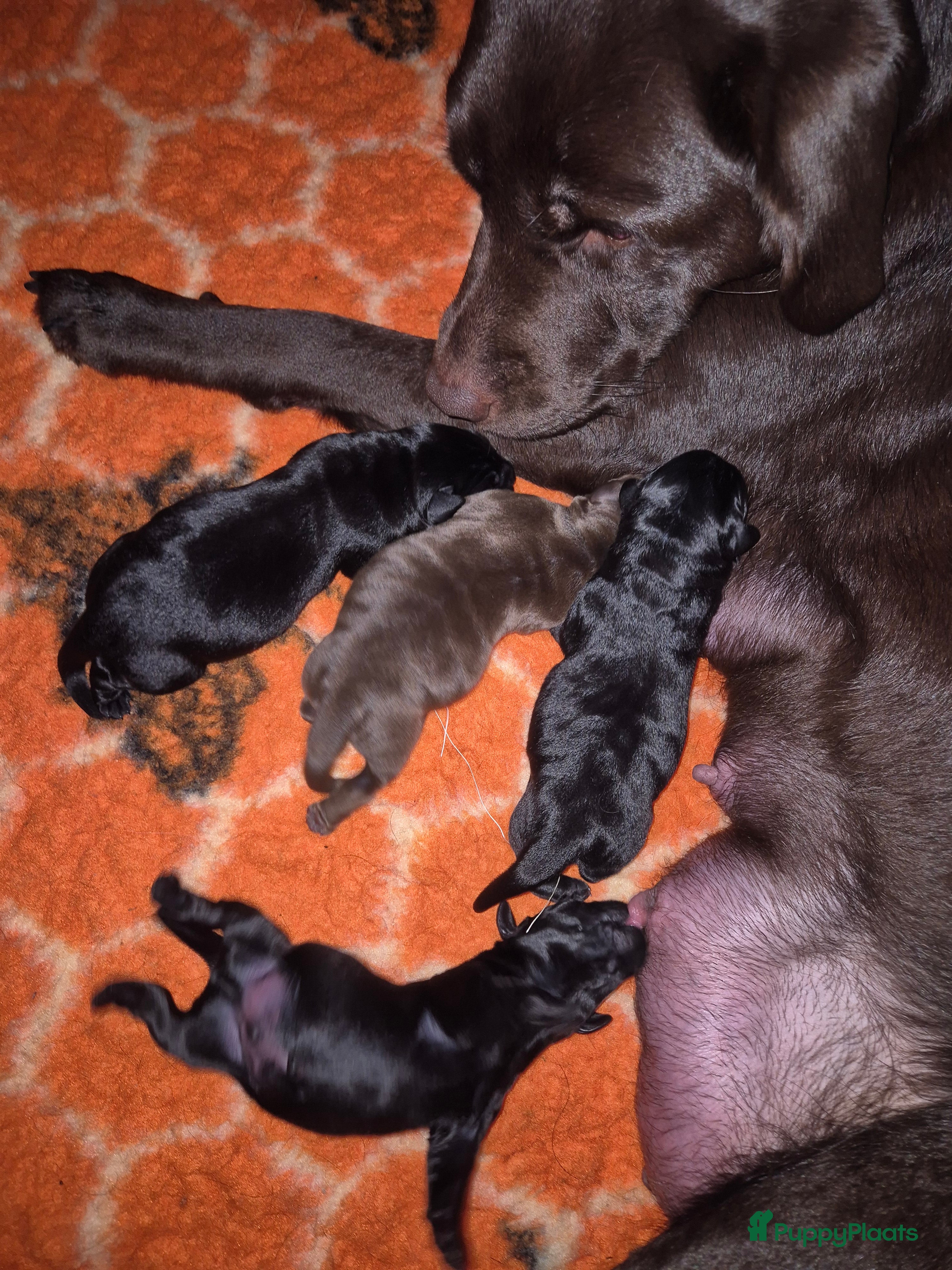 Labrador Retriever honden Labrador Retriever pup teefje - Advertentie 2