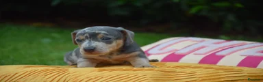 Jack Russel Terriër 3