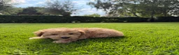 Maltipoo honden te koop: Maltipoo (Maltezer x Toy Poedel) pups - Advertentie 10
