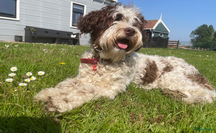 Labradoodle honden - Advertentie 2